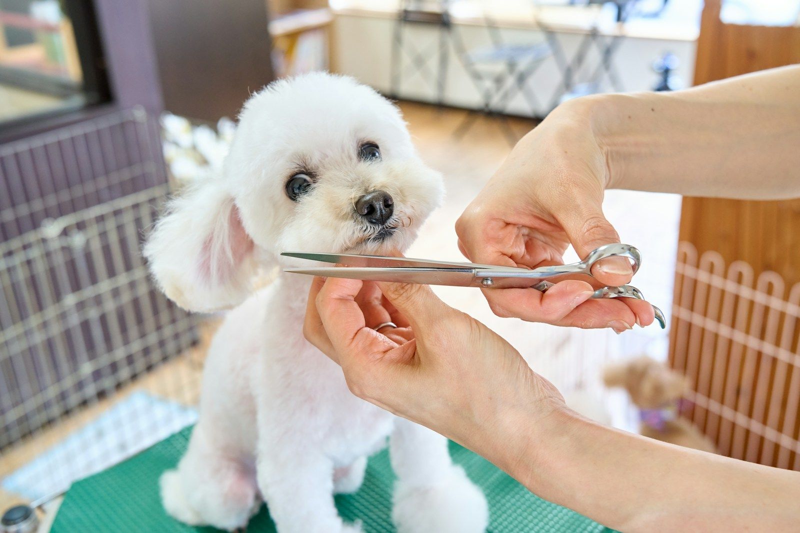 A freshly groomed dog at Wag & Whisk