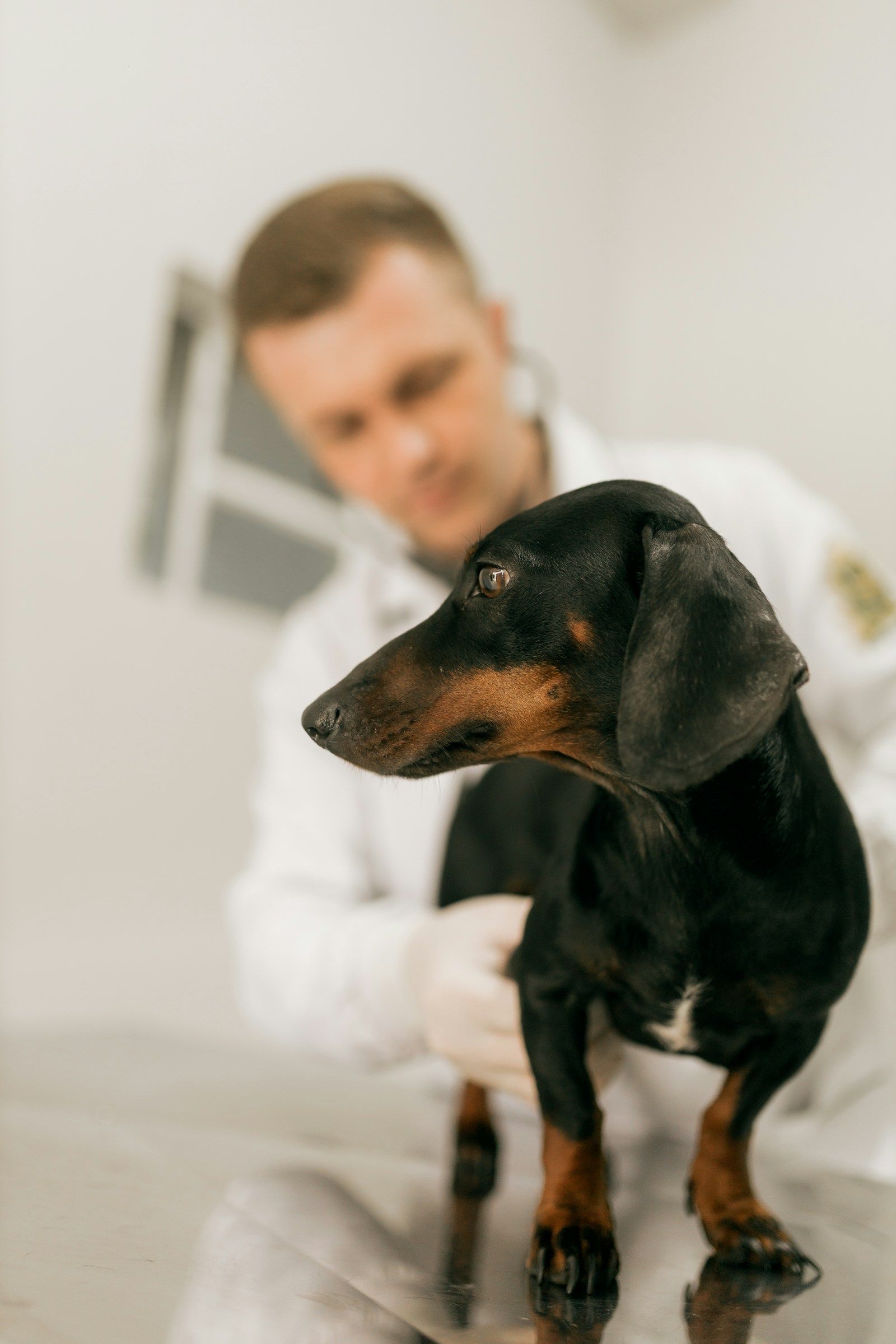 A dog being examined at Meadowlark Veterinary